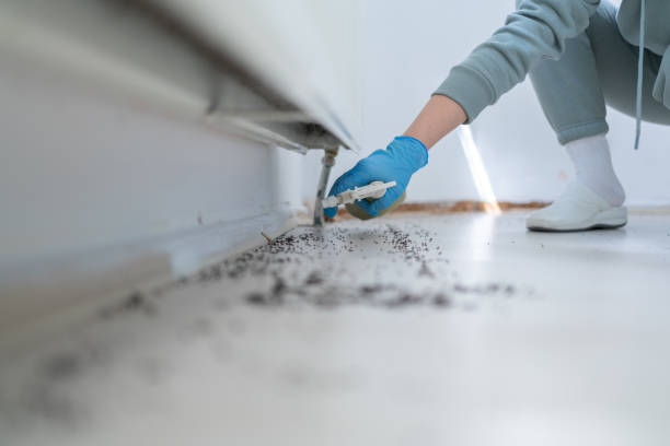 Best Spider Control Near Me  in Rock Island, WA